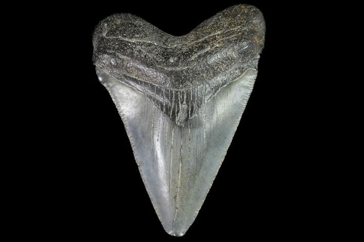 Juvenile Megalodon Tooth - Georgia #99137